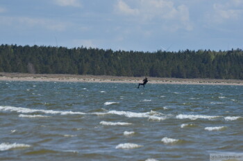 Thumbnail DSC_6964.JPG 