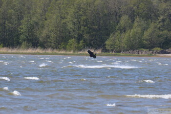 Thumbnail DSC_6968.JPG 