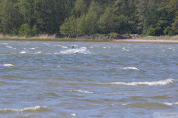 Thumbnail DSC_6971.JPG 