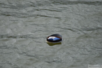 Thumbnail DSC_7276.JPG 