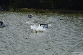 Thumbnail DSC_7401.JPG 