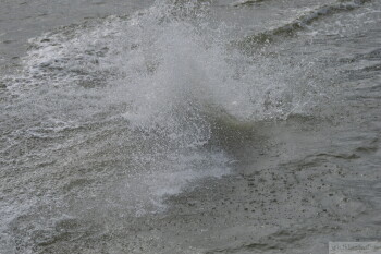 Thumbnail DSC_7444.JPG 