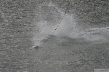 Thumbnail DSC_7464.JPG 