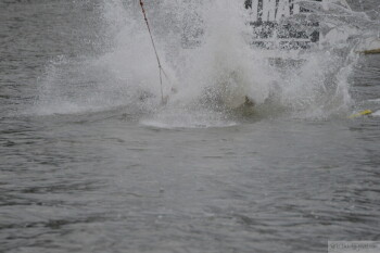 Thumbnail DSC_7741.JPG 
