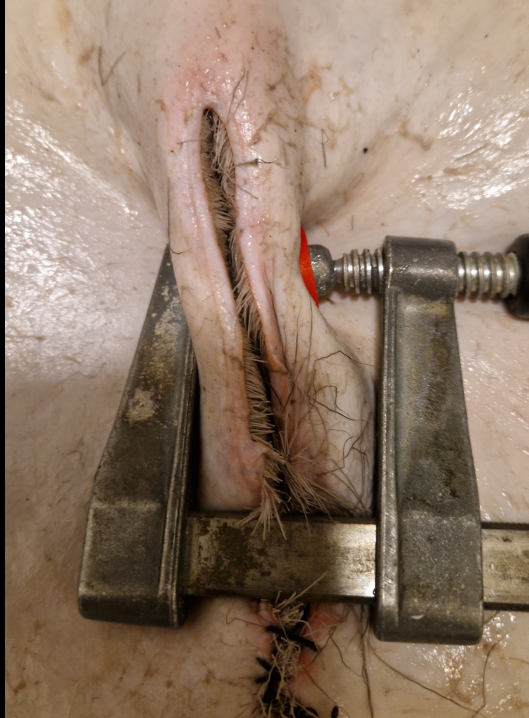 ompelua